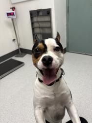 Shelter Stray Male Dog last seen 67th Ave at Bancroft, Oakland, CA, 1101 29th Ave, Oakland, CA 94601, USA