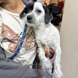 Shelter Stray Female Dog last seen , , CA, 1101 29th Ave, Oakland, CA 94601, USA