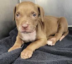 Shelter Stray Female Dog last seen Near Prospect Ave, 64130, MO, 7077 Elmwood Ave, Kansas City, MO 64132, USA