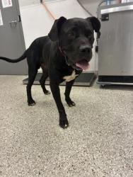 Shelter Stray Male Dog last seen Near Pine Springs Drive, County/Unicorporated, NC, 1491 Business Park Ct, Gastonia, NC 28052, USA