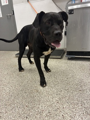 Shelter Stray Male Dog last seen Near Pine Springs Drive, County/Unicorporated, NC, 1491 Business Park Ct, Gastonia, NC 28052, USA
