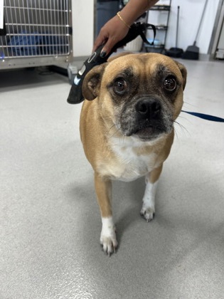 Shelter Stray Female Dog last seen Near N NICHOLS ST, North District,, 355 Hillshire Dr, Haslet, TX 76052, USA