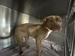 Shelter Stray Female Dog last seen Near N NICHOLS ST, North District,, 355 Hillshire Dr, Haslet, TX 76052, USA