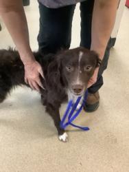 Shelter Stray Male Dog last seen Near MLK FWY, East District, TX, 355 Hillshire Dr, Haslet, TX 76052, USA