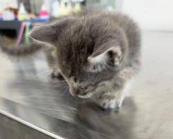Shelter Stray Male Cat last seen Near Pennsylvania Ave, Central District, TX, 355 Hillshire Dr, Haslet, TX 76052, USA