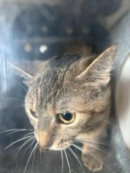 Shelter Stray Female Cat last seen Near North Fwy, North District, TX, 355 Hillshire Dr, Haslet, TX 76052, USA