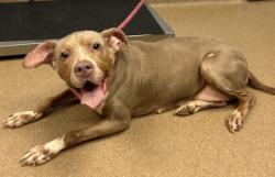 Shelter Stray Female Dog last seen Near Covington Highway, 30058, GA, 3280 Chamblee Dunwoody Rd, Chamblee, GA 30341, USA