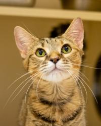 Shelter Stray Female Cat last seen Near Rainbow Drive, 30034, GA, 3280 Chamblee Dunwoody Rd, Chamblee, GA 30341, USA