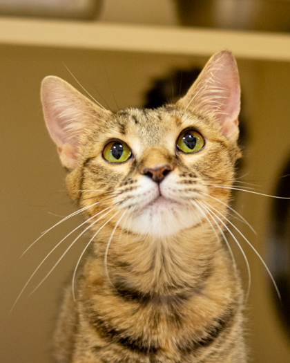 Shelter Stray Female Cat last seen Near Rainbow Drive, 30034, GA, 3280 Chamblee Dunwoody Rd, Chamblee, GA 30341, USA