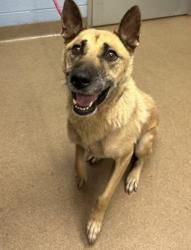 Shelter Stray Female Dog last seen Near STATLER DRIVE, 30035, GA, 3280 Chamblee Dunwoody Rd, Chamblee, GA 30341, USA