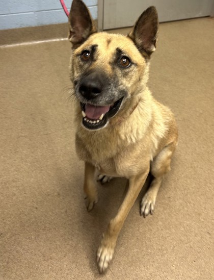 Shelter Stray Female Dog last seen Near STATLER DRIVE, 30035, GA, 3280 Chamblee Dunwoody Rd, Chamblee, GA 30341, USA