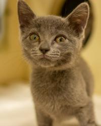 Shelter Stray Female Cat last seen Near Rainbow Drive, 30034, GA, 3280 Chamblee Dunwoody Rd, Chamblee, GA 30341, USA