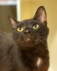 Shelter Stray Male Cat last seen Near POUNDS LANE Clarkston, 30021, 30021, GA, 3280 Chamblee Dunwoody Rd, Chamblee, GA 30341, USA