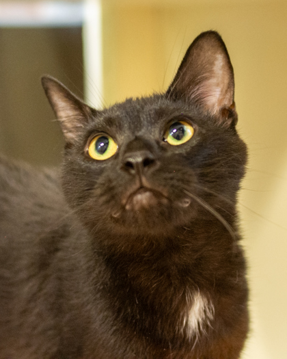 Shelter Stray Male Cat last seen Near POUNDS LANE Clarkston, 30021, 30021, GA, 3280 Chamblee Dunwoody Rd, Chamblee, GA 30341, USA