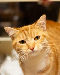 Shelter Stray Female Cat last seen Near Waldrop Hills Ter Decatur, 30034, 30034, GA, 3280 Chamblee Dunwoody Rd, Chamblee, GA 30341, USA