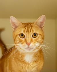 Shelter Stray Male Cat last seen Near Buford Hwy. NE, Brookhaven, GA 30329, 30329, GA, 3280 Chamblee Dunwoody Rd, Chamblee, GA 30341, USA