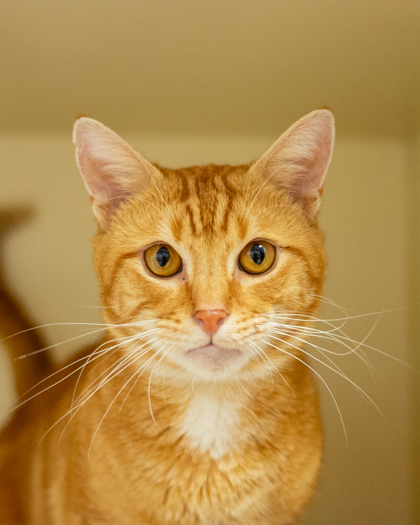 Shelter Stray Male Cat last seen Near Buford Hwy. NE, Brookhaven, GA 30329, 30329, GA, 3280 Chamblee Dunwoody Rd, Chamblee, GA 30341, USA