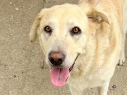 Shelter Stray Male Dog last seen Near FM 970, Williamson County, TX, 1855 SE Inner Loop, Georgetown, TX 78626, USA