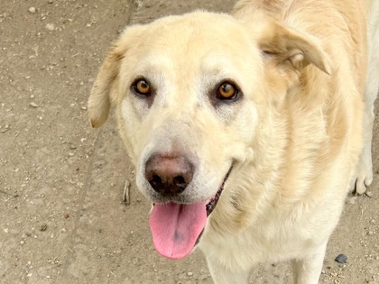 Shelter Stray Male Dog last seen Near FM 970, Williamson County, TX, 1855 SE Inner Loop, Georgetown, TX 78626, USA