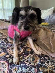 Reunited Female Dog last seen Lachite & Fault Line, Horseshoe Bay, TX 78657