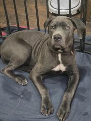 Reunited Female Dog last seen Montana and Edgemere, El Paso, TX 79936
