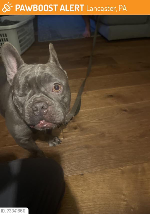 Found/Stray Male Dog last seen Sheaffer Elementary School, Lancaster, PA 17601