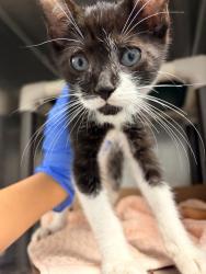 Shelter Stray Male Cat last seen Apt 42,3242 Decatur Avenue, BRONX, NY, 10467, 326 E 110th St, New York, NY 10029, USA