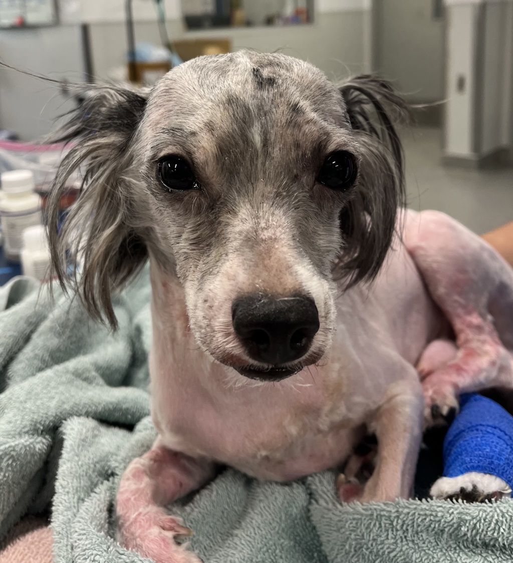 Shelter Stray Male Dog last seen Scimitar Drive, San Diego, CA, 92114, 5500 Gaines St, San Diego, CA 92110, USA