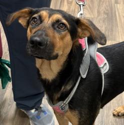 Shelter Stray Female Dog last seen Near Marzo Street, San Diego, CA, 92154, 5500 Gaines St, San Diego, CA 92110, USA