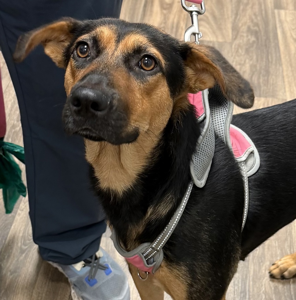 Shelter Stray Female Dog last seen Near Marzo Street, San Diego, CA, 92154, 5500 Gaines St, San Diego, CA 92110, USA
