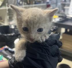 Shelter Stray Male Cat last seen Bethone Way, Chula Vista, CA, 91911, 5500 Gaines St, San Diego, CA 92110, USA