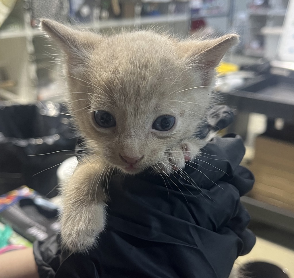 Shelter Stray Male Cat last seen Bethone Way, Chula Vista, CA, 91911, 5500 Gaines St, San Diego, CA 92110, USA