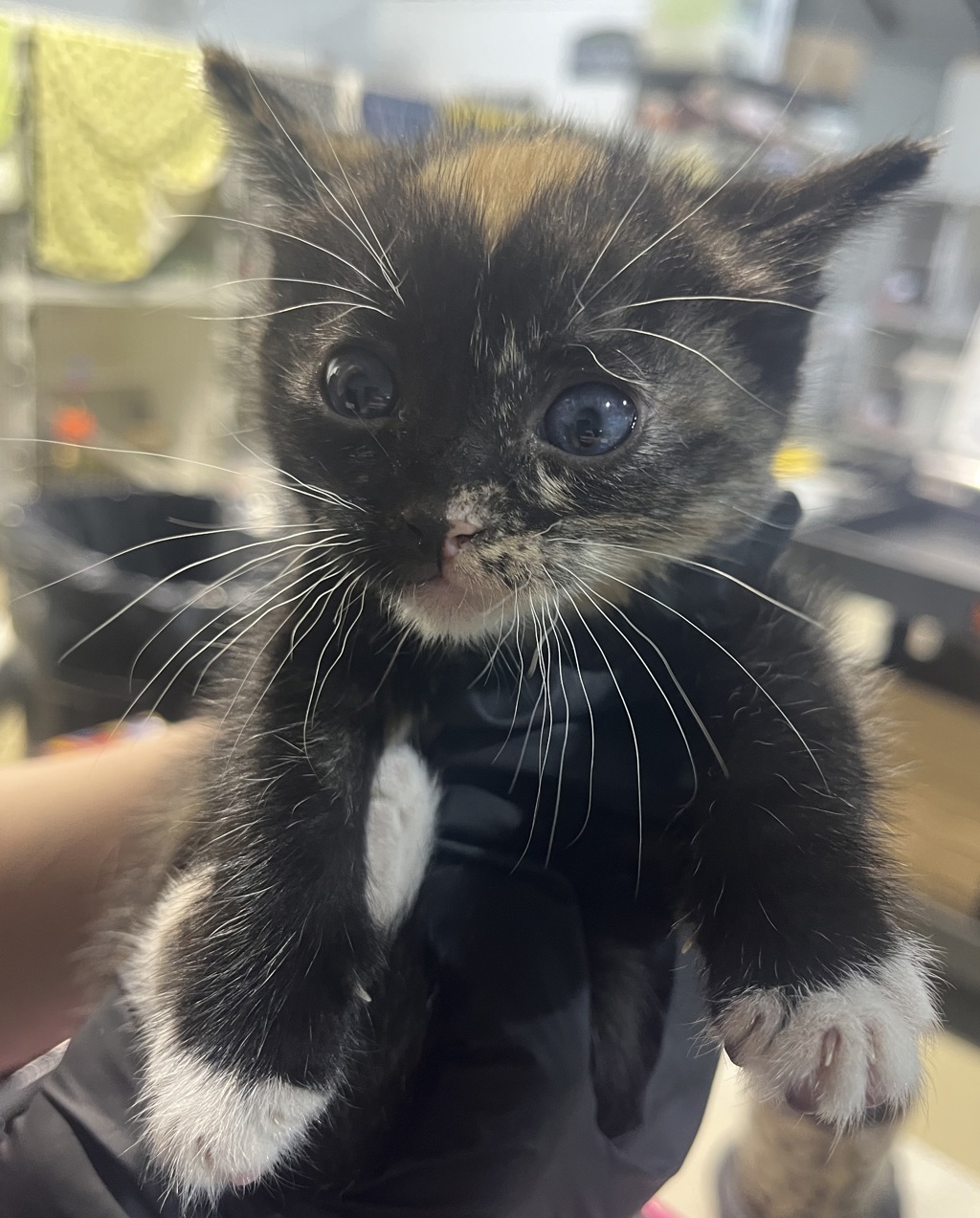 Shelter Stray Female Cat last seen Bethone Way, Chula Vista, CA, 91911, 5500 Gaines St, San Diego, CA 92110, USA