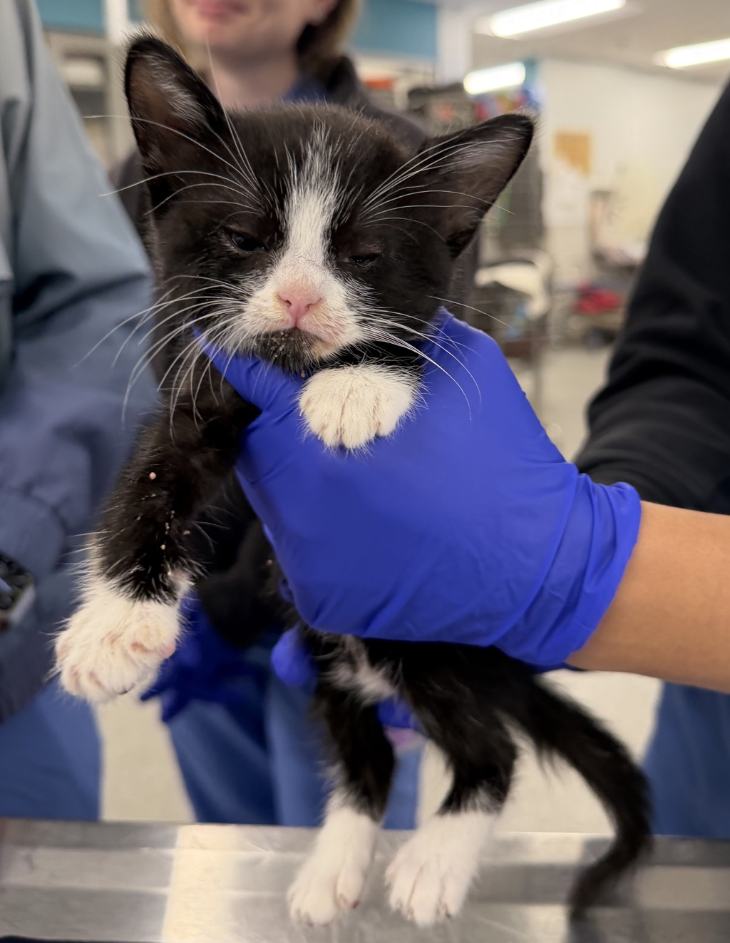 Shelter Stray Male Cat last seen Winona Avenue, San Diego, CA, 92105, 5500 Gaines St, San Diego, CA 92110, USA