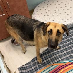 Shelter Stray Female Dog last seen Bear Valley Parkway, Escondido, CA, 92027, Escondido, CA 92027, USA