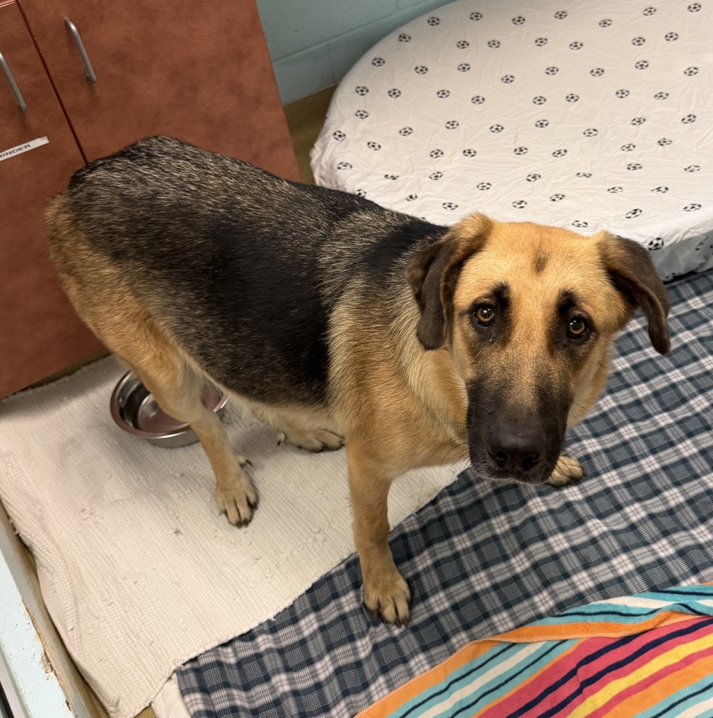 Shelter Stray Female Dog last seen Bear Valley Parkway, Escondido, CA, 92027, Escondido, CA 92027, USA