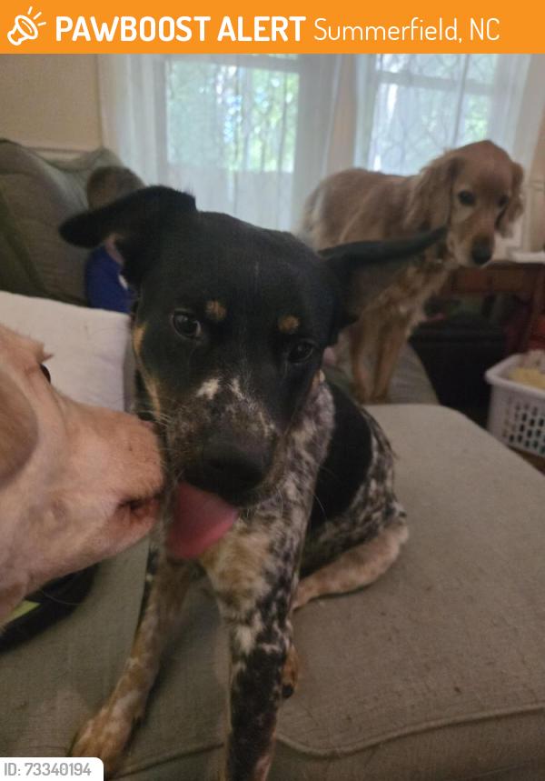 Found/Stray Male Dog last seen Summerfield rd and auburn, Summerfield, NC 27358