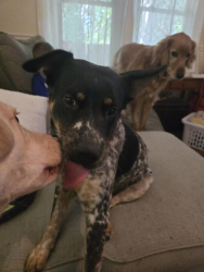 Found/Stray Male Dog last seen Summerfield rd and auburn, Summerfield, NC 27358