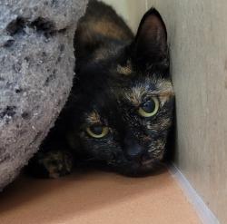 Shelter Stray Female Cat last seen NE Arata and 238th, OR, 1700 W Historic Columbia River Hwy, Troutdale, OR 97060, USA