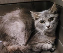 Shelter Stray Female Cat last seen NE Arata and 238th, OR, 1700 W Historic Columbia River Hwy, Troutdale, OR 97060, USA