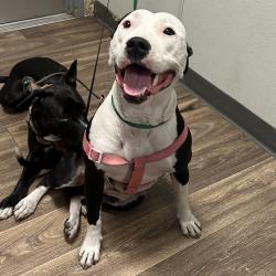 Shelter Stray Female Dog last seen Near El Monte Road, El Cajon, CA, 92020, El Cajon, CA 92020, USA