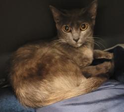 Shelter Stray Female Cat last seen NE Arata and 238th, OR, 1700 W Historic Columbia River Hwy, Troutdale, OR 97060, USA