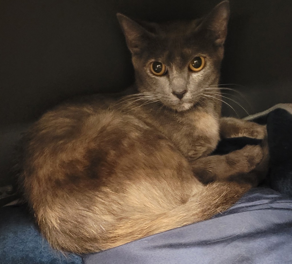 Shelter Stray Female Cat last seen NE Arata and 238th, OR, 1700 W Historic Columbia River Hwy, Troutdale, OR 97060, USA