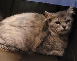 Shelter Stray Female Cat last seen NE Arata and 238th, OR, 1700 W Historic Columbia River Hwy, Troutdale, OR 97060, USA