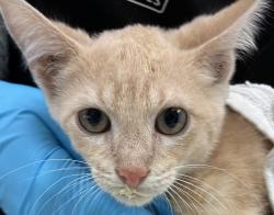 Shelter Stray Male Cat last seen NE Arata and 238th, OR, 1700 W Historic Columbia River Hwy, Troutdale, OR 97060, USA