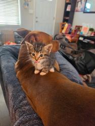 Shelter Stray Male Cat last seen 28th st and Imperial Ave, San Diego, CA, 92102, 5500 Gaines St, San Diego, CA 92110, USA