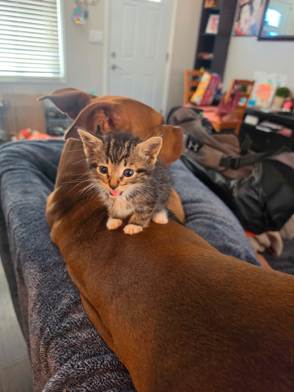 Shelter Stray Male Cat last seen 28th st and Imperial Ave, San Diego, CA, 92102, 5500 Gaines St, San Diego, CA 92110, USA