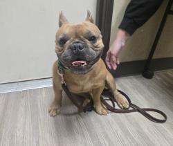 Shelter Stray Male Dog last seen Near Walker Way, Vista, CA, 92083, Oceanside, CA 92058, USA