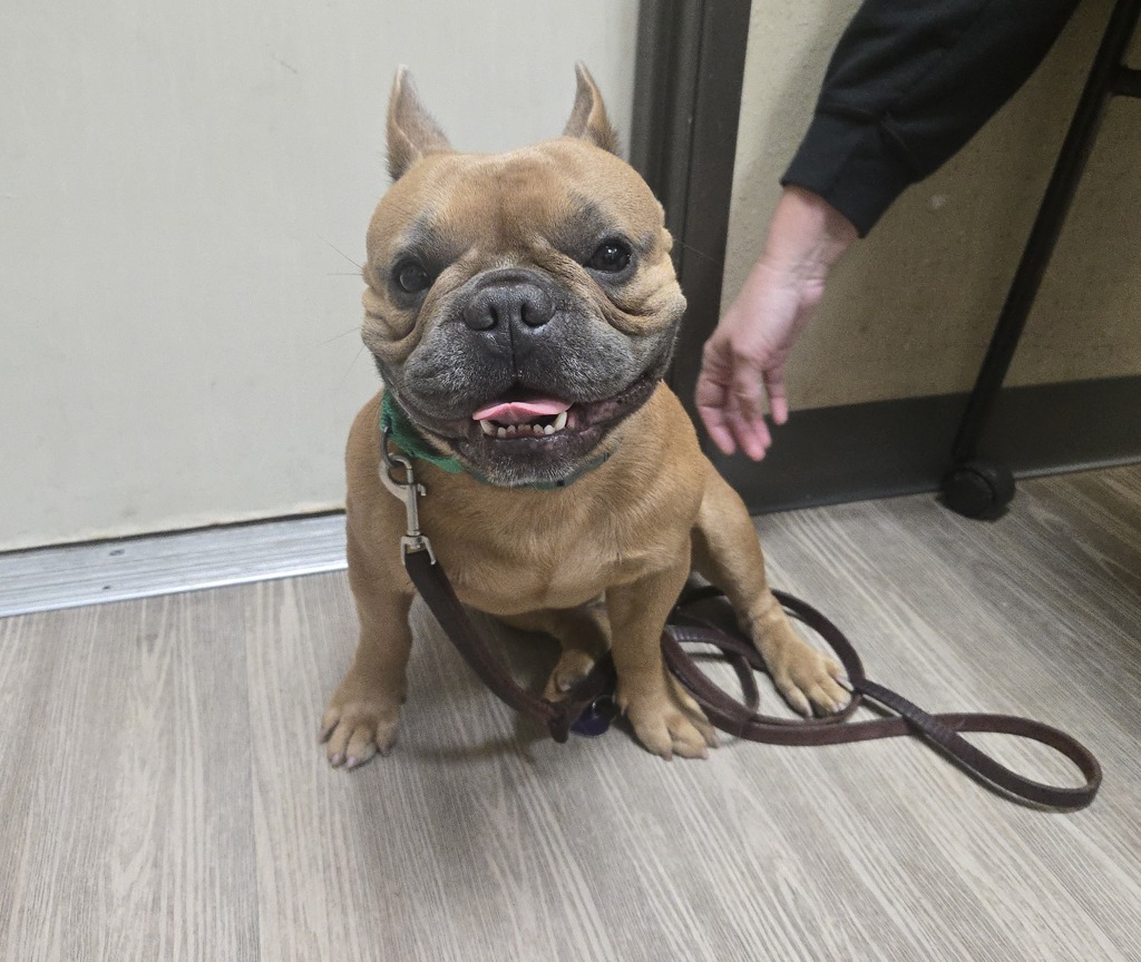 Shelter Stray Male Dog last seen Near Walker Way, Vista, CA, 92083, Oceanside, CA 92058, USA