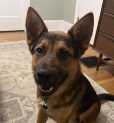 Shelter Stray Male Dog last seen OWNER SURRENDER, PORTLAND, OR, 97233, 1700 W Historic Columbia River Hwy, Troutdale, OR 97060, USA